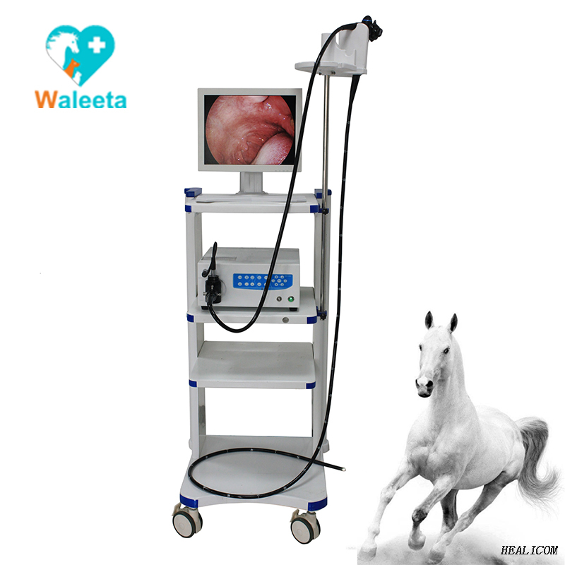 Video endoscopio medico veterinario di alta qualità WET-6000 per piccoli animali