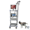 Video endoscopio medico veterinario di alta qualità WET-6000 per piccoli animali